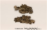 藏品(粉芽裸緣梅衣)的圖片